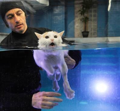 Kucing takut air?? Kucing ini suka berenang gan..