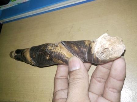 PENJALIN TAPAK JALAK RUAS SPIRAL