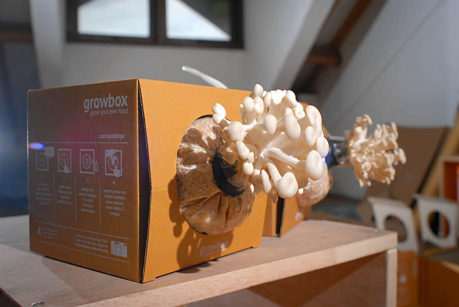 MUSHROOM GROWBOX