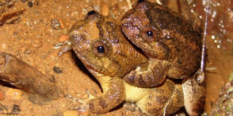 Katak Kumbara, Bercinta Benar-benar Sama dengan Bersenam gan..