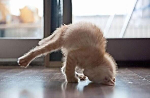 Begini nih gan gaya hewan yang lagi yoga (FOTO)