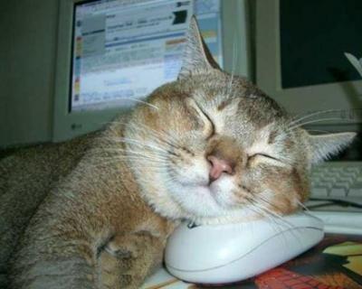Cara ampuh mengatasi kucing yg Nakal bin Edan versi gue Bray