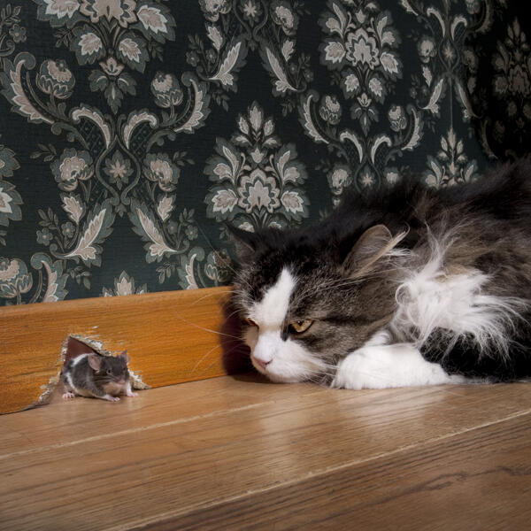 Cara ampuh mengatasi kucing yg Nakal bin Edan versi gue Bray