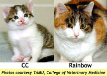 5 Hewan Kloning Yang Menyulut Kontroversi