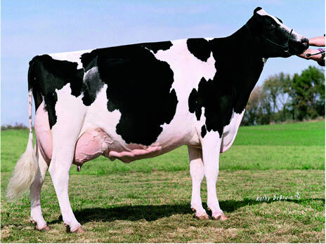 5 Hewan Kloning Yang Menyulut Kontroversi