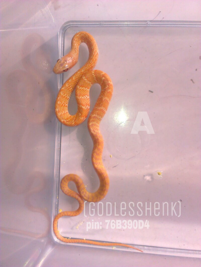 WTS JALI ALBINO
