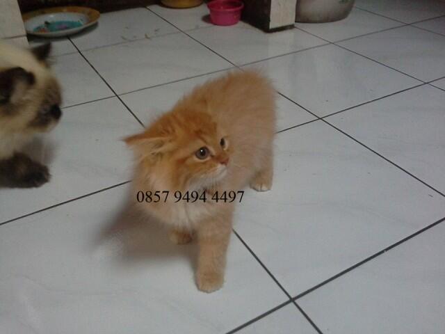 Terjual WTS/Jual Kitten Persia Medium, Landak Mini indukan Tobiano