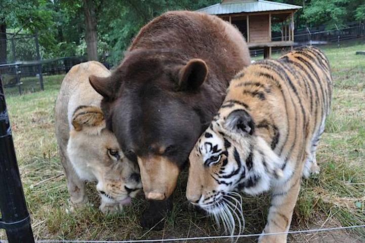 Persahabatan Antara Beruang , Harimau dan Singa (pic)