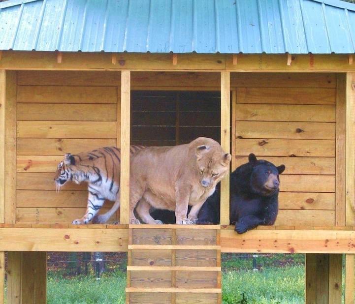 Persahabatan Antara Beruang , Harimau dan Singa (pic)