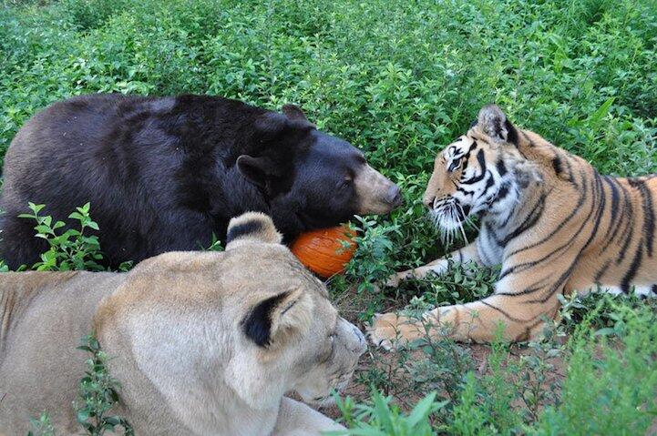 Persahabatan Antara Beruang , Harimau dan Singa (pic)