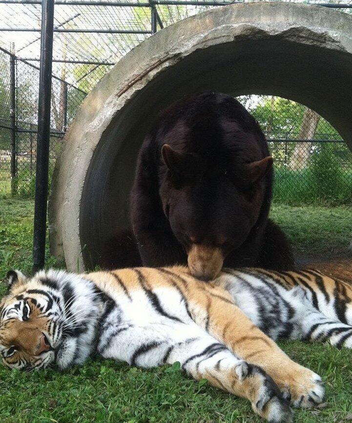 Persahabatan Antara Beruang , Harimau dan Singa (pic)