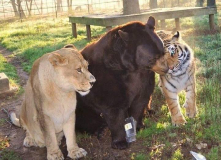 Persahabatan Antara Beruang , Harimau dan Singa (pic)