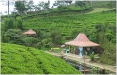 Wisata kebun teh kali gua kota bumiayu