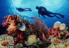 keindahan terumbu karang indonesia