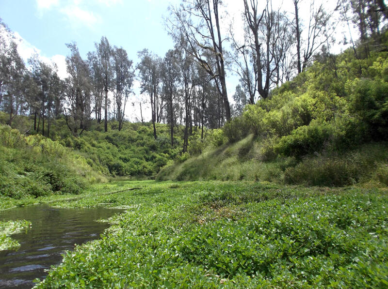 &#91;CATPER&#93; Menjelajah 'surga' tersembunyi di Gunung Argopuro, 5-11 Mei 2013 Via Baderan