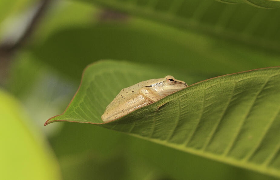 Kodok dan katak, Hewan Amfibi Yang Terabaikan (Pindah dari Lounge)