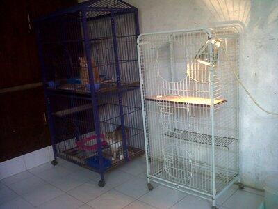 Penitipan Kucing Depok