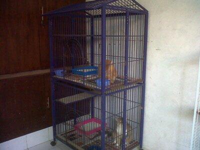 Penitipan Kucing Depok