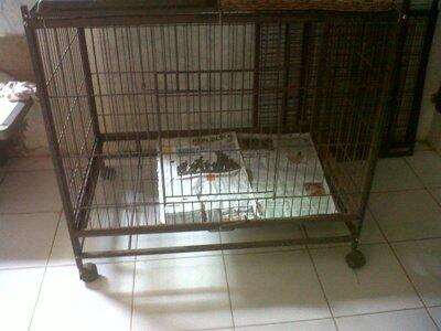 Penitipan Kucing Depok