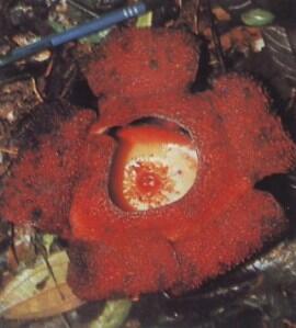 Jenis-Jenis Bunga Rafflesia, Bunga Unik dan Langka