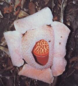 Jenis-Jenis Bunga Rafflesia, Bunga Unik dan Langka