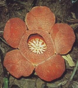 Jenis-Jenis Bunga Rafflesia, Bunga Unik dan Langka