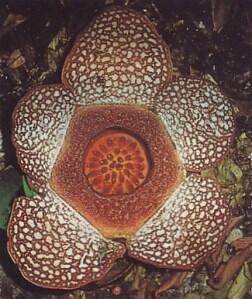 Jenis-Jenis Bunga Rafflesia, Bunga Unik dan Langka