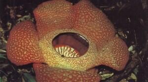 Jenis-Jenis Bunga Rafflesia, Bunga Unik dan Langka
