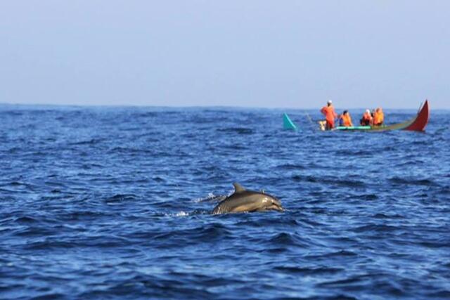 Mengenal Jenis LumbaLumba yang Ada di Seluruh Dunia KASKUS