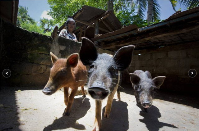 Listrik Hijau dari Sumba