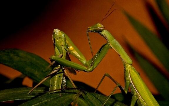 Hewan-Hewan Ini Mempunyai Prilaku Yang Aneh &amp; Mengerikan