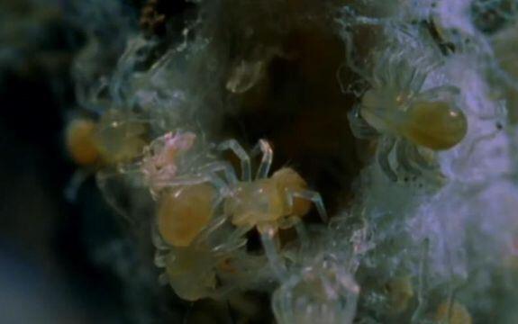 Hewan-Hewan Ini Mempunyai Prilaku Yang Aneh &amp; Mengerikan