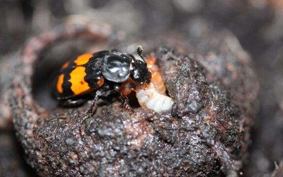 Hewan-Hewan Ini Mempunyai Prilaku Yang Aneh &amp; Mengerikan