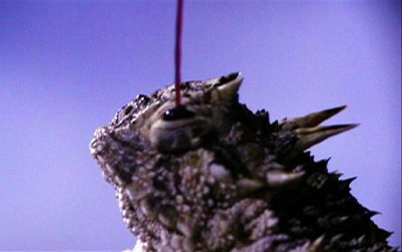 Hewan-Hewan Ini Mempunyai Prilaku Yang Aneh &amp; Mengerikan