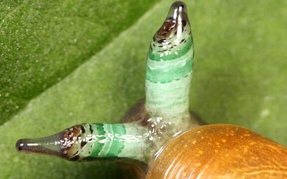 Hewan-Hewan Ini Mempunyai Prilaku Yang Aneh &amp; Mengerikan