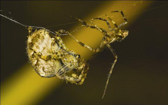 Hewan-Hewan Ini Mempunyai Prilaku Yang Aneh &amp; Mengerikan