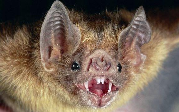 Hewan-Hewan Ini Mempunyai Prilaku Yang Aneh &amp; Mengerikan