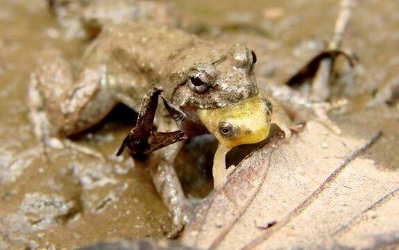 Hewan-Hewan Ini Mempunyai Prilaku Yang Aneh &amp; Mengerikan