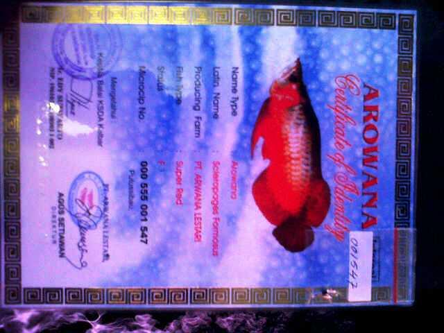 jual jenis-jenis Ikan Arwana super red anakan & indukan,