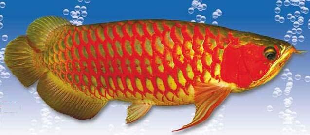 jual jenis-jenis Ikan Arwana super red anakan & indukan,