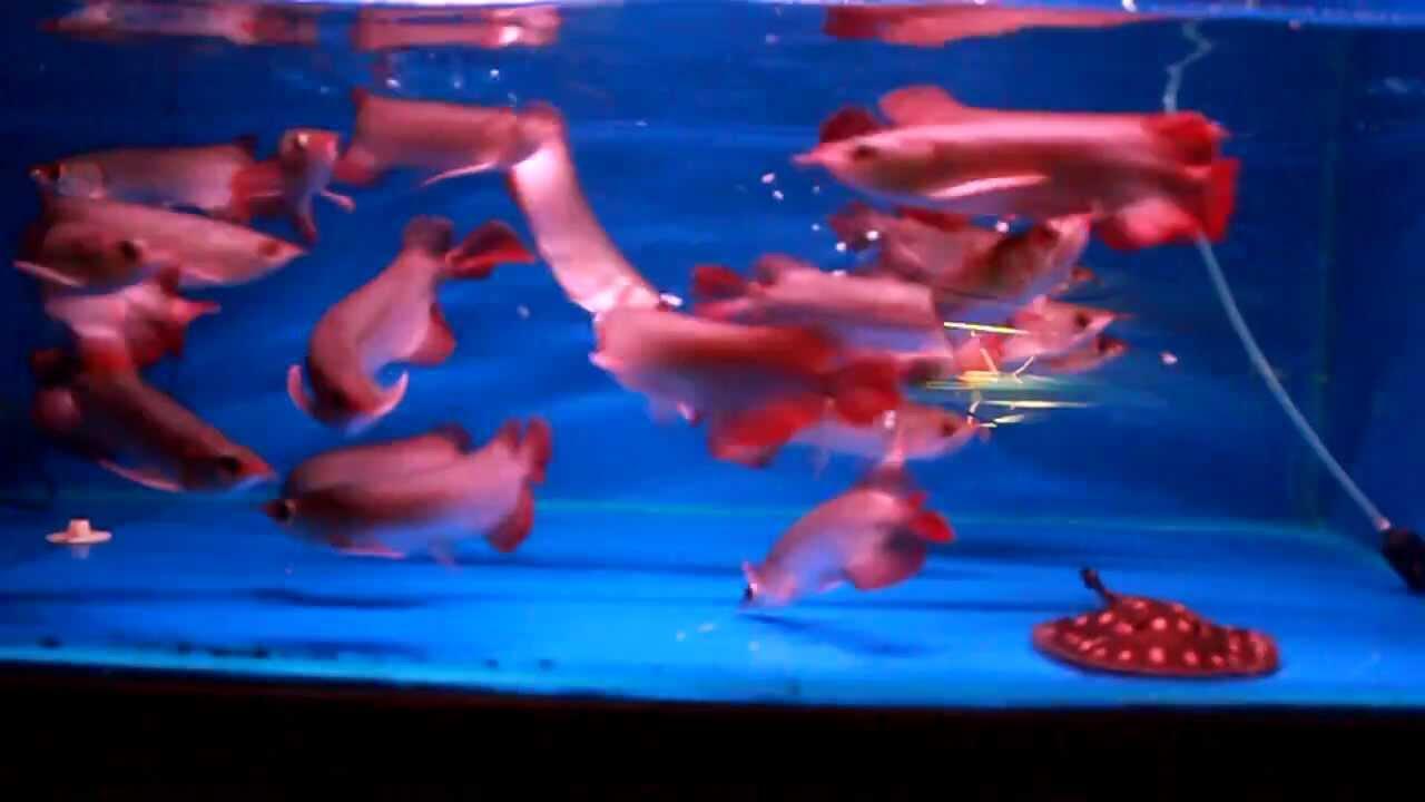 jual jenis-jenis Ikan Arwana super red anakan & indukan,
