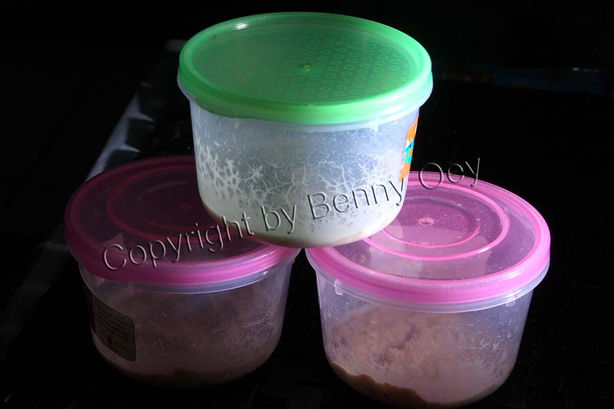 Microworms Makanan Abadi untuk buyarak ikan (cupang, guppy, dll)