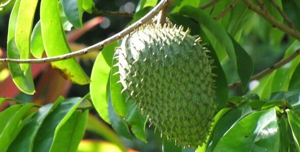 Sirsak Obat Kanker yang Disembunyikan Khasiatnya Oleh Pihak Farmasi