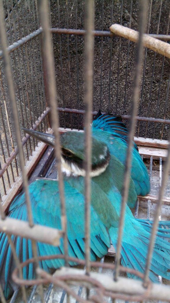 &#91;ASK&#93; Yang Hobi Burung Masuk