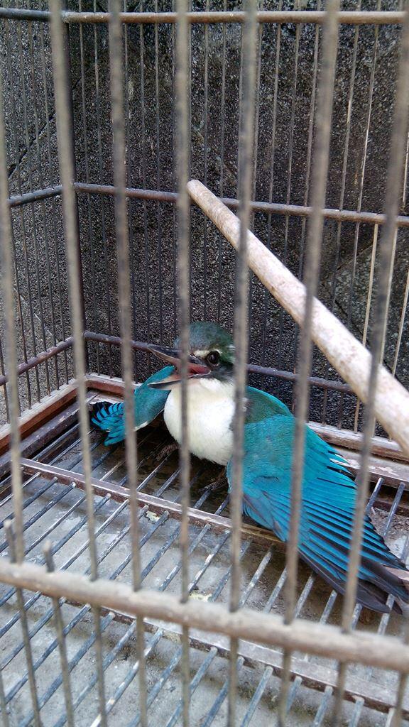 &#91;ASK&#93; Yang Hobi Burung Masuk