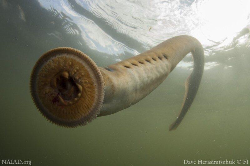 Lamprey, vampirnya para ikan!