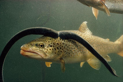 Lamprey, vampirnya para ikan!