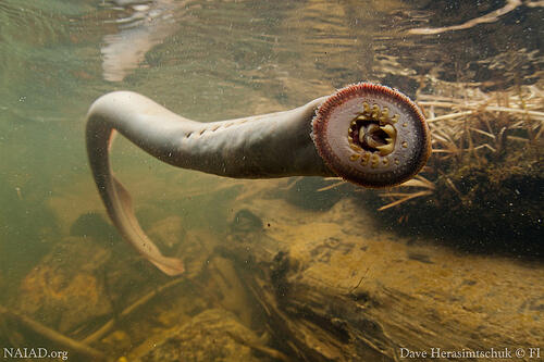 Lamprey, vampirnya para ikan!