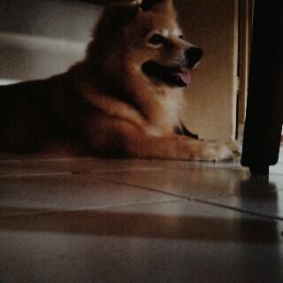 Anjing Ku Butuh Jodoh