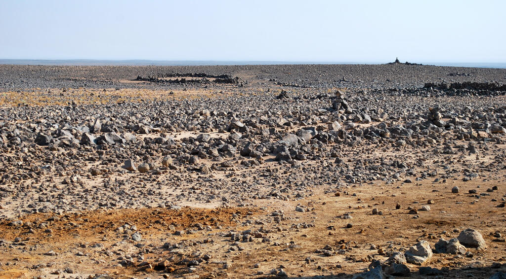 Pohon Tempat Nabi sering Berteduh, Masih Hidup Hingga Sekarang 